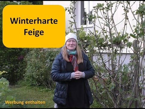 Selbstversorger Garten: Winterharte Feige Vermehrung und Tipps #feigen #garten #selbstversorgung