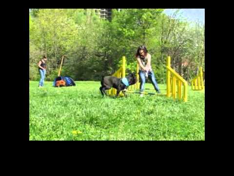 Nero first steps in agility - S.M.A.R.T. training of dogs Nero first steps in agility - S.M.A.R.T. training of dogs