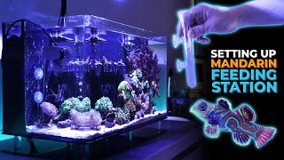 Setting Up Mandarin Dragon Feeding Station & Nano Reef Tank Update | Blue Reef Tank