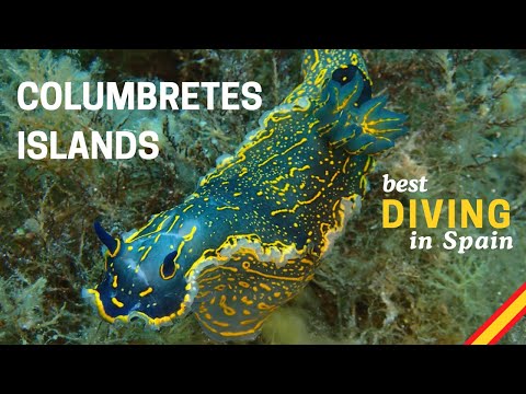 Best diving in Spain! Columbretes Islands | Nudibranchs, Rays & Volcanic Wonders in Clear Water