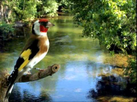 il canto del cardellino da scaricare