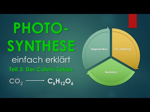 3. Der Calvin-Zyklus | PHOTOSYNTHESE einfach erklärt