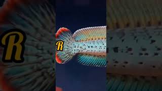 Download lagu Harga chana barca#shorts mp3