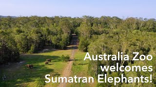 Critically Endangered Sumatran elephants find new home at Australia Zoo