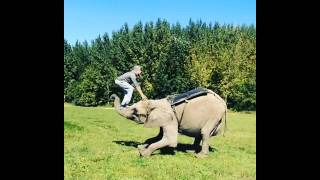 faze tari vrea sa sara pe elefant