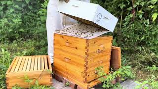 Episode 113 - You Won’t Believe What We Found In Our Bee Hive