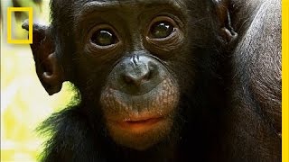 Things You Probably Didn't Know About Cute Bonobos