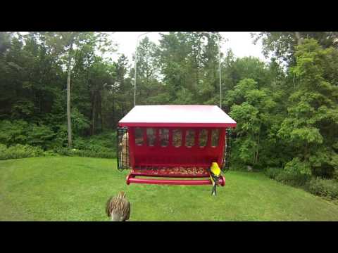 Relaxing Bird Feeder GoPro