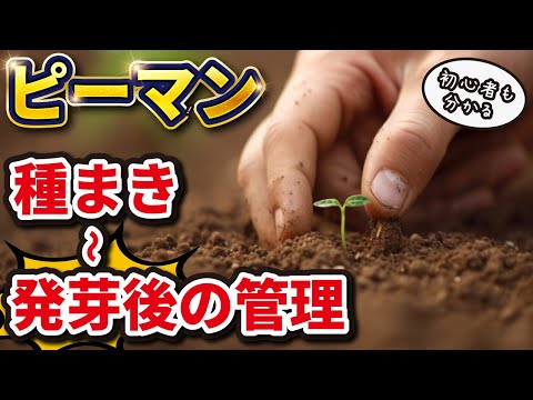 ピーマンをいつポットに播種し、どのようにすれば良い収穫が得られるでしょうか？  庭園