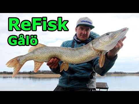 ReFisk - Askviken / Lännåkersviken - 100 cm gädda och KBV