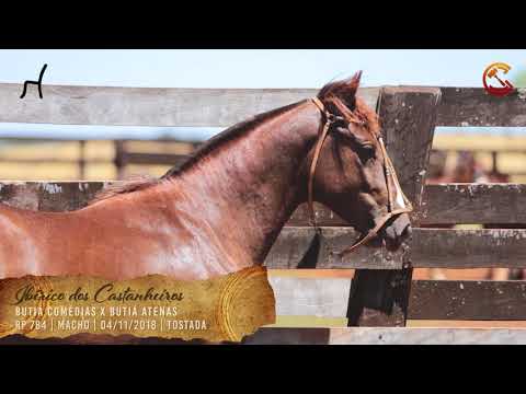 Ibérico dos Castanheiros