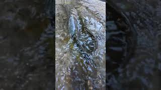 Download lagu Memancing di Perairan Dangkal yang Menakjubkan! 🐟 Anda Tak Akan Percaya Hasil Tangkapan Ini! #memancing #alam mp3