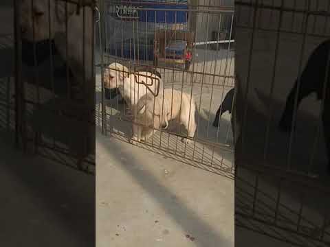 Labrador pappy sale ( Amit dog & birds farm ) call me  9933633633