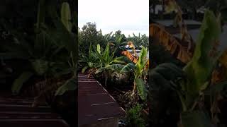 Download lagu Elang BK paling pintar mengenal majikannya mp3