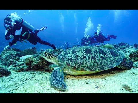 Maldives deep south diving 4k
