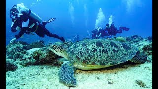 Maldives deep south diving 4k