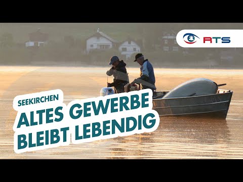 Seekirchens letzter Fischerei-Betrieb: Wie ein uraltes Gewerbe am Leben bleibt