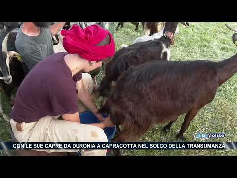 Con le sue capre da Duronia a Capracotta nel solco della Transumanza