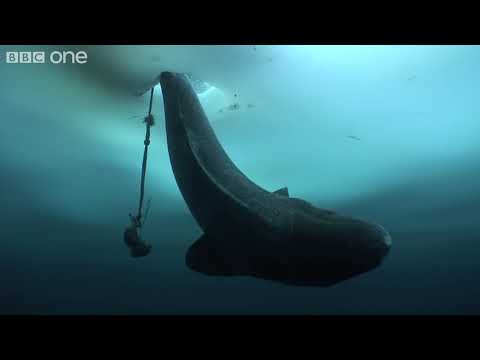 Hunting a Shark From the Deep   Human Planet  Arctic, preview   BBC One720p