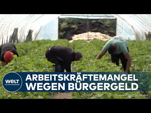 ARBEIT: "Keiner will für Mindestlohn arbeiten" – Bürgergeld schuld am Arbeitskräftemangel?