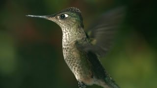 Hummingbird fight in flight - Patagonia: Earth's Secret Paradise - Episode 1 Preview - BBC Two