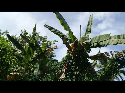 Help! My Bananas Won't Fruit! (Survival Gardener Minute #011)