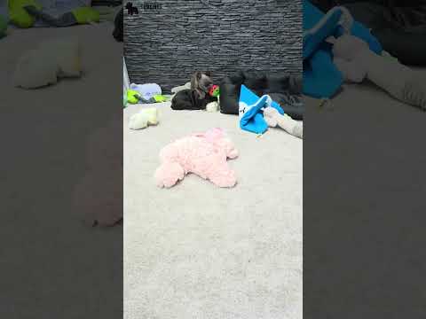 Video 3