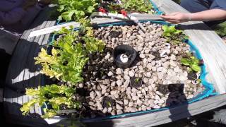 preview picture of video 'Jed's Aquaponic Farm part3'