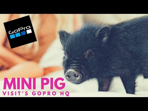 Mini Pig @ GoPro HQ + 1st time using fetch mount + Karma Grip + toddler feeds pig bananas
