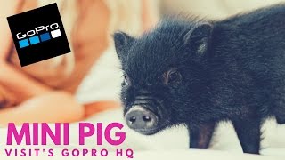 Mini Pig @ GoPro HQ + 1st time using fetch mount + Karma Grip + toddler feeds pig bananas