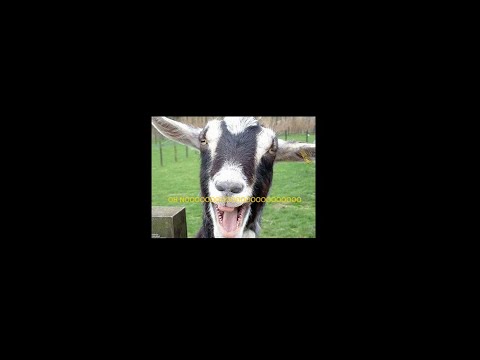 3rd YouTube video about how many goats am i worth