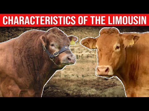 , title : '⭕ LIMOUSIN Cattle Breed Characteristics And History. ✅ Biggest Bulls And Cow'