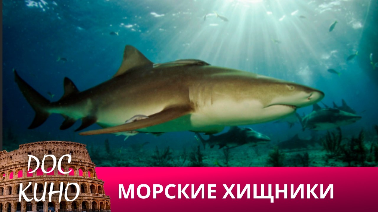 🎭МОРСКИЕ ХИЩНИКИ🌎 ДОКУМЕНТАЛЬНОЕ КИНО 🎆 2021