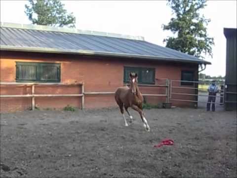 Royal Classic - Hengstfohlen aus Fidermark-Mutterstamm