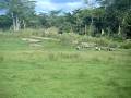 Wildebeest Running
