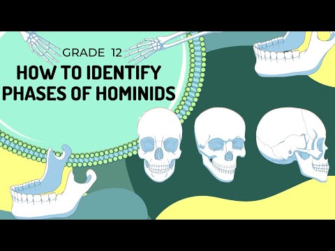 Phases of Hominids | How to identify them