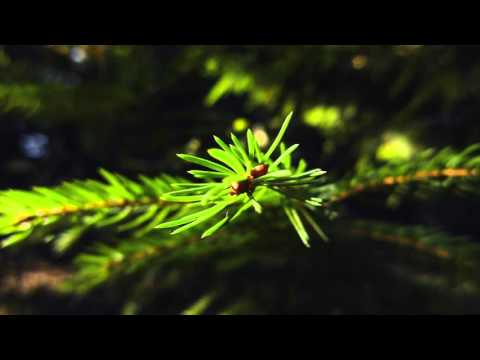 Pałacyk Michla - Piosenki harcerskie