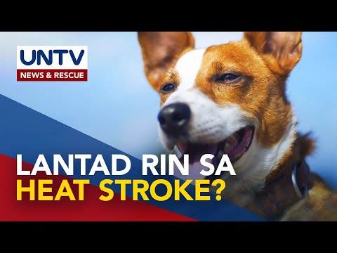 ALAMIN: Heat stroke sa mga alagang hayop, ano ang senyales at paano iiwasan?