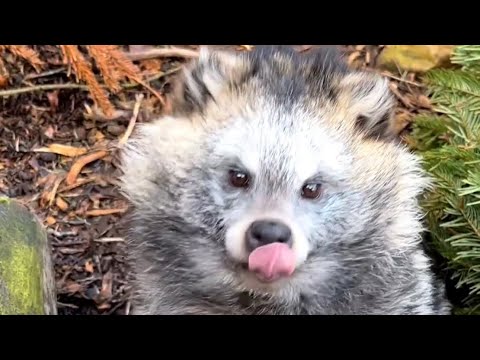 RACCOON DOGS EXIST AND THEY’RE AWESOME😳🦝