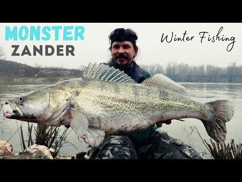 MONSTER ZANDER in the LAST SPINNING SESSION of 2020