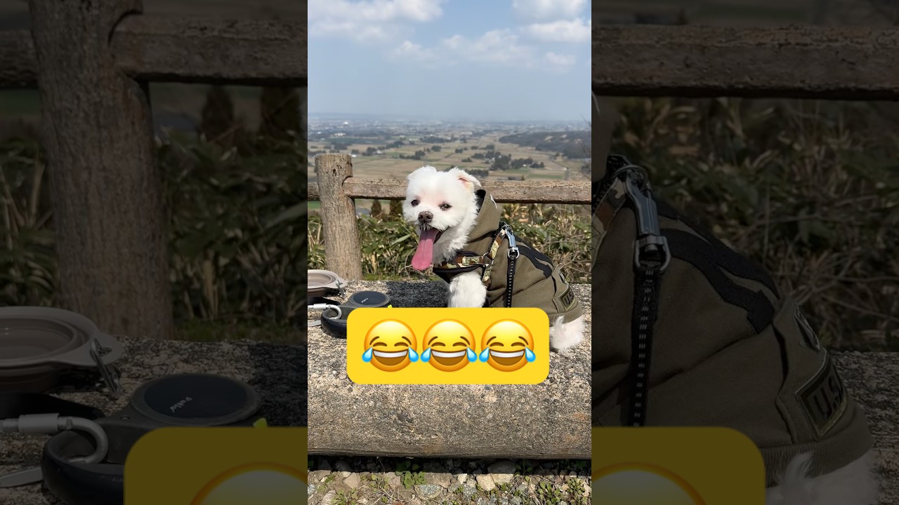 久しぶりに山登りをするとこうなる😂😂😂#shorts #可愛い犬 #マルチーズ