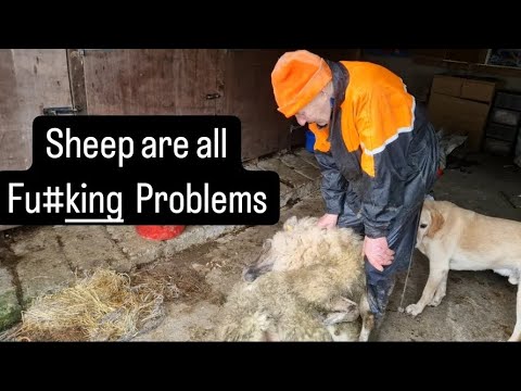 Sheep are all Fu#king problem, worst lambing of all time #farm #farming #tractors #cows #lamb #irish