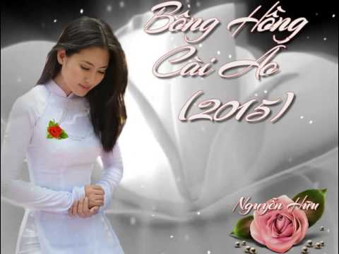 Bông hồng cài áo - Xuân Phú