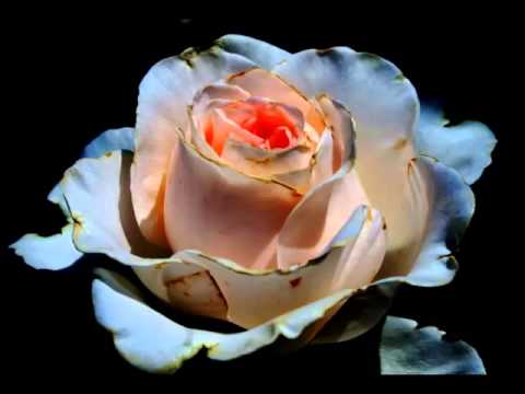 Dragomir Majkić - Nas trojica pođosmo sokakom