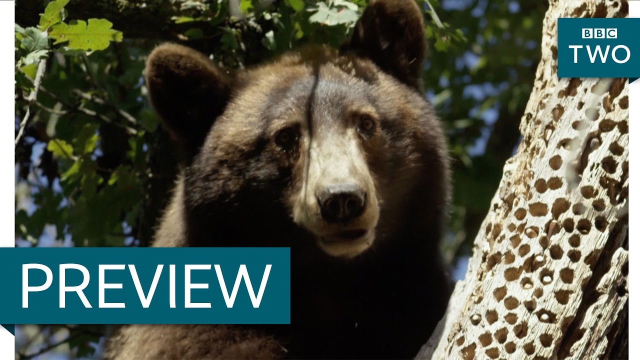Black bear steals acorns from woodpeckers - Wild West: America's Great Frontier: Episode 2 - BBC