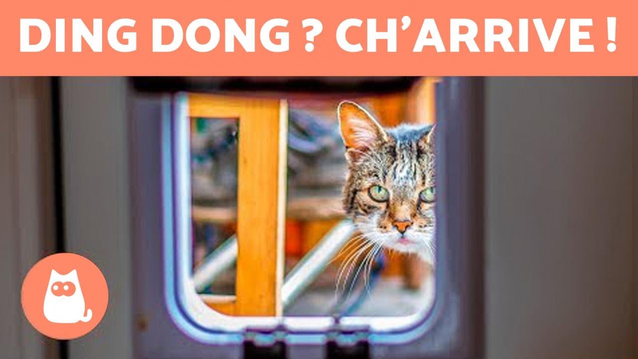 CHATIÈRE POUR CHAT 🐱 Comment l'installer et bienfaits