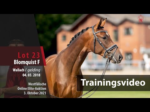62. Elite-Auktion Training Lot 23 Blomquist F v. Benicio/Gaudeamus