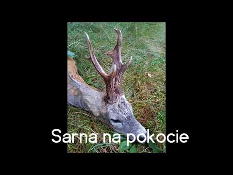 Sarna na pokocie - nauka gry na rogu