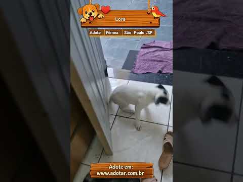 Vídeo de Lore