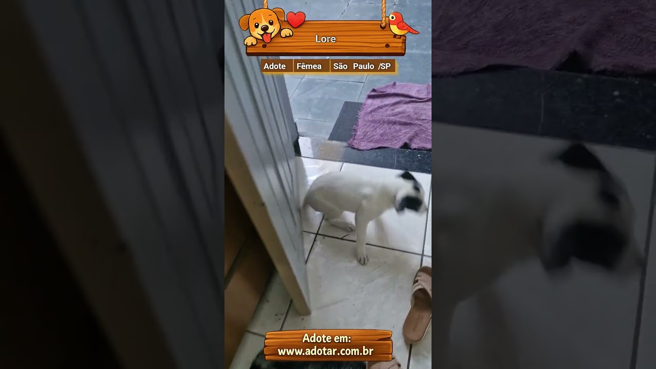 Cachorro raça SRD-ViraLata idade 2 a 6 meses nome Lore